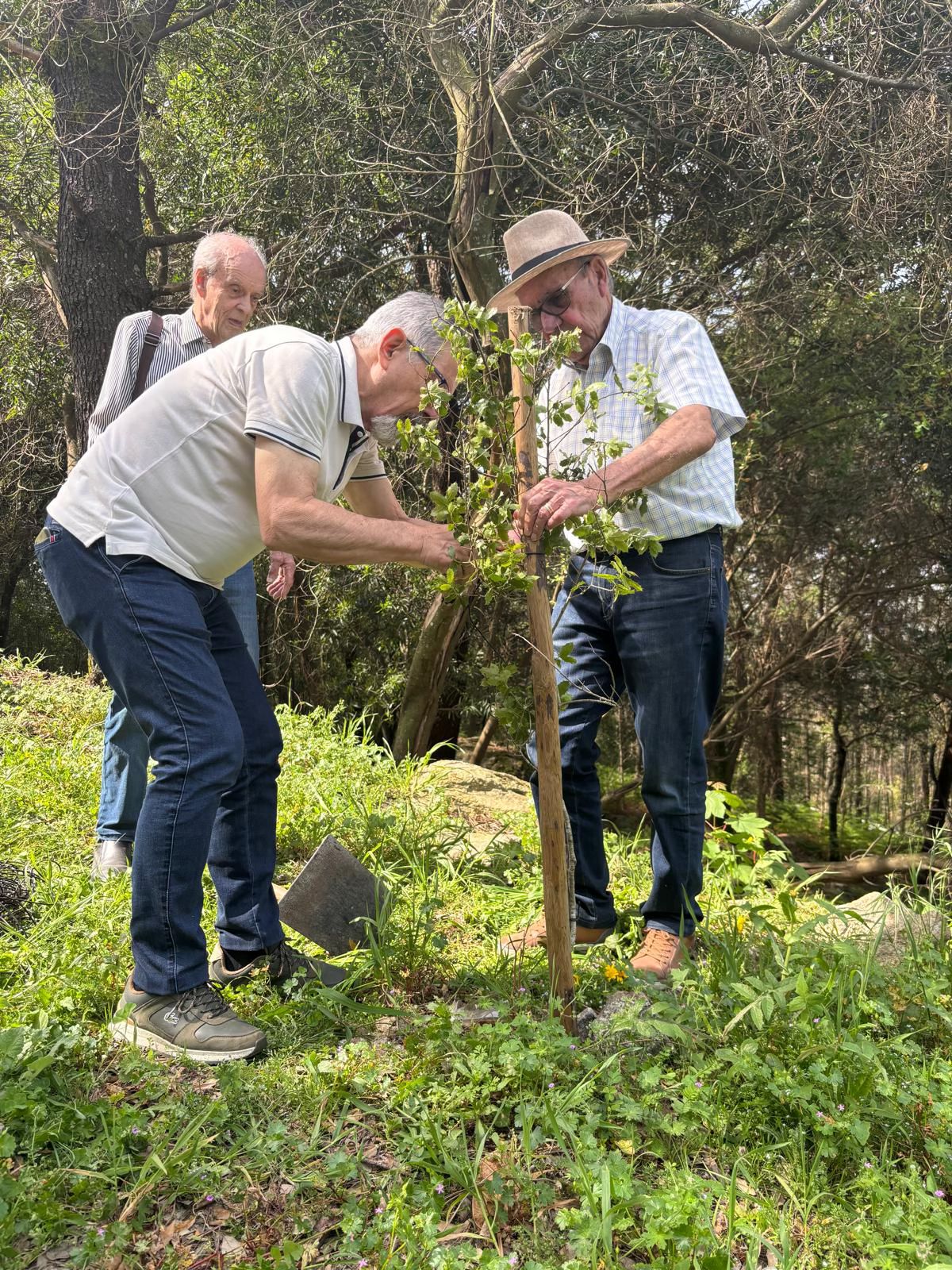 Plantar Árvores